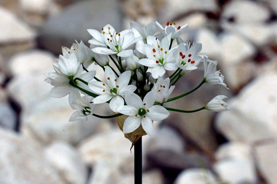 Allium neapolitanum / Aglio napoletano